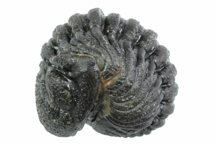 Wide, Bumpy Enrolled Morocops Trilobite - Morocco #383420